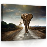 Consalnet Vászonkép, Elefánt az úton 80x60 cm méretben