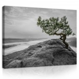 Consalnet Vászonkép, Fa a sziklán, 100x75 cm méretben