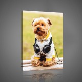 Consalnet Vászonkép, Fejhallgatós kiskutya, 75x100 cm méretben