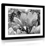 Consalnet Vászonkép, Fekete-fehér magnólia, 100x75 cm méretben