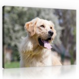 Consalnet Vászonkép, Golden Retriever, 100x75 cm méretben