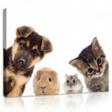 Consalnet Vászonkép, Kisállatok 80x60 cm méretben