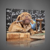 Consalnet Vászonkép, Kiskutya az iskolában, 100x75 cm méretben