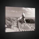 Consalnet Vászonkép, Ló a tengerparton, 60x40 cm méretben