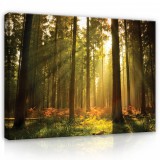 Consalnet Vászonkép, Napfényes erdő, 80x60 cm méretben