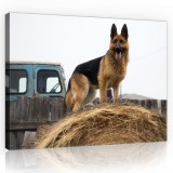 Consalnet Vászonkép, Német juhász kutya, 60x40 cm méretben