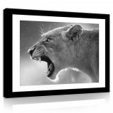 Consalnet Vászonkép, Oroszlán, 100x75 cm méretben