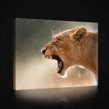 Consalnet Vászonkép, Oroszlán, 100x75 cm méretben