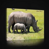 Consalnet Vászonkép, Orrszarvú a bébijével 80x60 cm méretben