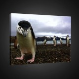 Consalnet Vászonkép, Pingvinek, 80x60 cm méretben