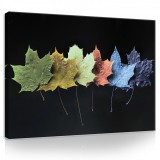 Consalnet Vászonkép, Szines levelek, 100x75 cm méretben