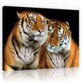 Consalnet Vászonkép, Tigrisek 80x60 cm méretben