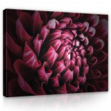 Consalnet Vászonkép, Virág közelről 80x60 cm méretben