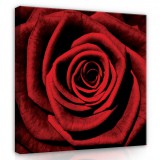 Consalnet Vörös rózsabimbó, vászonkép, 80x80 cm méretben