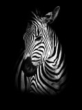Consalnet Zebra poszter, fotótapéta, Vlies (184x254 cm, álló)