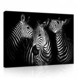 Consalnet Zebrák, vászonkép, 70x50 cm méretben