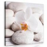 Consalnet Zen kövek virággal, vászonkép 80x80 cm méretben