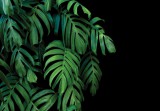 Consalnet Zöld trópusi levelek fekete háttéren poszter, fotótapéta, Vlies (104 x 70,5 cm)
