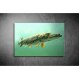 Csuka Vászonkép 064 áv-064