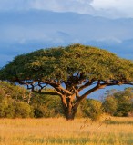 Dimex ACACIA TREE fotótapéta, poszter, vlies alapanyag, 225x250 cm