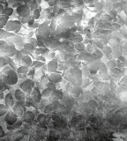 Dimex Almafa fotótapéta, poszter, vlies alapanyag, 225x250 cm