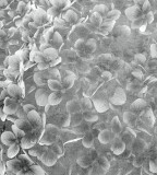 Dimex Almafa fotótapéta, poszter, vlies alapanyag, 225x250 cm