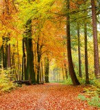 Dimex AUTUMN FOREST fotótapéta, poszter, vlies alapanyag, 225x250 cm