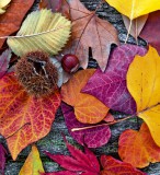 Dimex AUTUMN LEAVES fotótapéta, poszter, vlies alapanyag, 225x250 cm