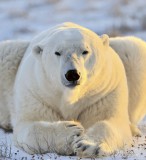 Dimex BEAR fotótapéta, poszter, vlies alapanyag, 225x250 cm