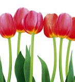 Dimex BED OF TULIPS fotótapéta, poszter, vlies alapanyag, 225x250 cm