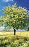 Dimex BLOSSOM TREE fotótapéta, poszter, vlies alapanyag, 150x250 cm