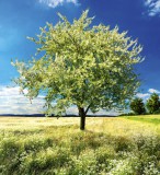 Dimex BLOSSOM TREE fotótapéta, poszter, vlies alapanyag, 225x250 cm