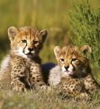 Dimex CHEETAH fotótapéta, poszter, vlies alapanyag, 225x250 cm