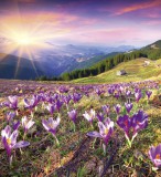 Dimex CROCUSES AT SPRING fotótapéta, poszter, vlies alapanyag, 225x250 cm