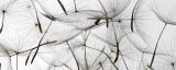 Dimex DANDELION SEEDS fotótapéta, poszter, vlies alapanyag, 375x150 cm