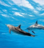 Dimex DOLPHINS fotótapéta, poszter, vlies alapanyag, 225x250 cm