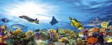 Dimex FISH fotótapéta, poszter, vlies alapanyag, 375x150 cm