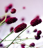 Dimex FLORAL VIOLET fotótapéta, poszter, vlies alapanyag, 225x250 cm