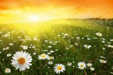 Dimex FLOWER FIELD IN SUNSET fotótapéta, poszter, vlies alapanyag, 375x250 cm