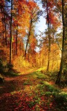 Dimex FOREST WALK fotótapéta, poszter, vlies alapanyag, 150x250 cm