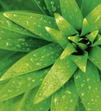 Dimex FRESH FOLIAGE fotótapéta, poszter, vlies alapanyag, 225x250 cm