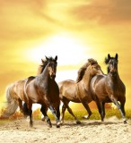 Dimex HORSES IN SUNSET fotótapéta, poszter, vlies alapanyag, 225x250 cm