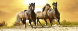 Dimex HORSES IN SUNSET fotótapéta, poszter, vlies alapanyag, 375x150 cm