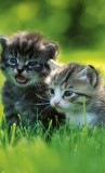 Dimex KITTENS fotótapéta, poszter, vlies alapanyag, 150x250 cm