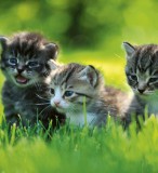 Dimex KITTENS fotótapéta, poszter, vlies alapanyag, 225x250 cm