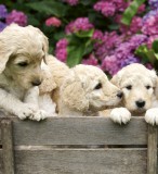 Dimex LABRADOR PUPPIES fotótapéta, poszter, vlies alapanyag, 225x250 cm