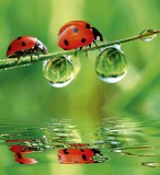 Dimex LADYBIRD fotótapéta, poszter, vlies alapanyag, 225x250 cm