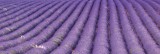 Dimex LAVENDER FIELD öntapadós konyhai poszter, 180x60 cm