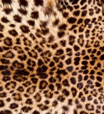 Dimex LEOPARD SKIN fotótapéta, poszter, vlies alapanyag, 225x250 cm