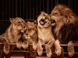 Dimex LION AND THREE LIONESS fotótapéta, poszter, vlies alapanyag, 375x250 cm